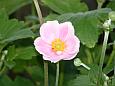 Anemone du Japon